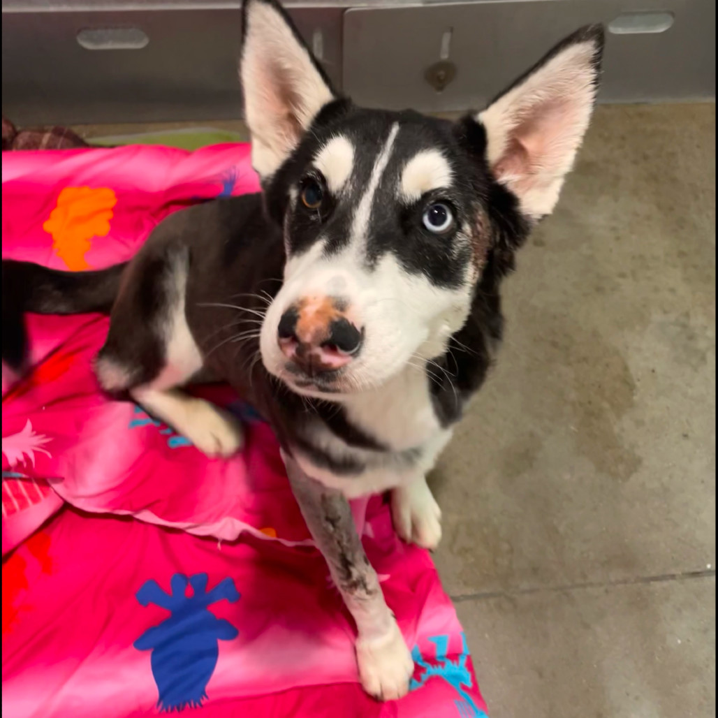 AL, an adoptable Mixed Breed in Bismarck, ND, 58507 | Photo Image 3