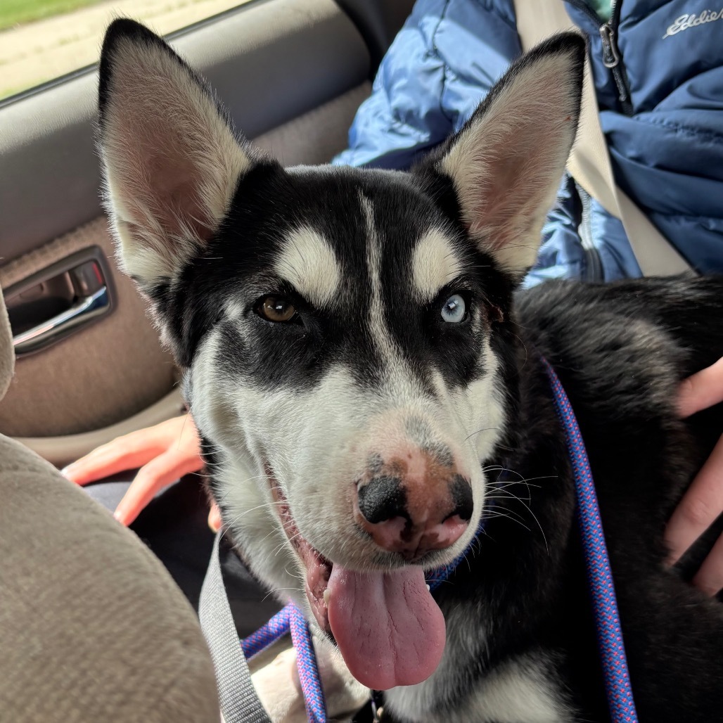 AL, an adoptable Mixed Breed in Bismarck, ND, 58507 | Photo Image 4