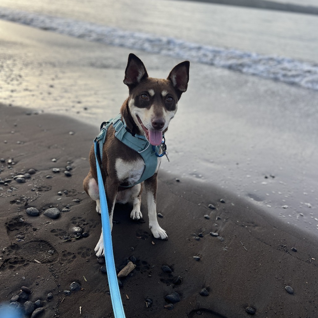 MeeMee, an adoptable Mixed Breed in Kailua Kona, HI, 96740 | Photo Image 5