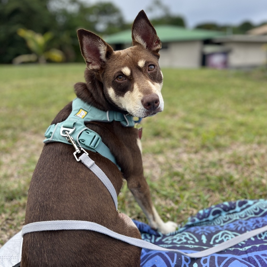 MeeMee, an adoptable Mixed Breed in Kailua Kona, HI, 96740 | Photo Image 6