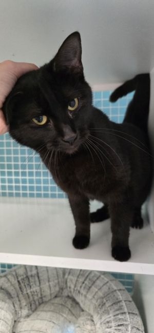 Rep, Young Female Domestic Short Hair