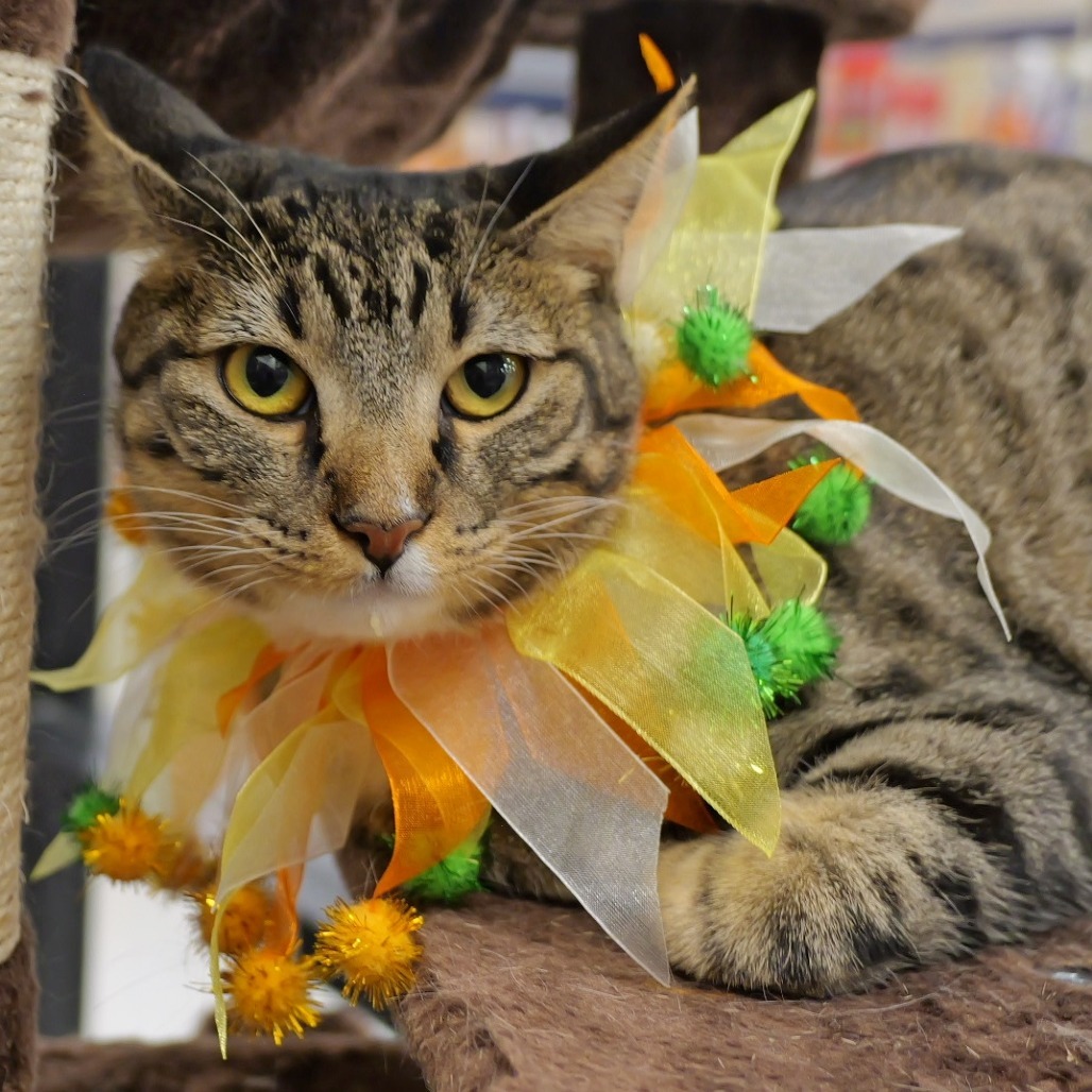 Myra Cat OS NV PDR, an adoptable Domestic Short Hair in Las Vegas, NV, 89145 | Photo Image 1