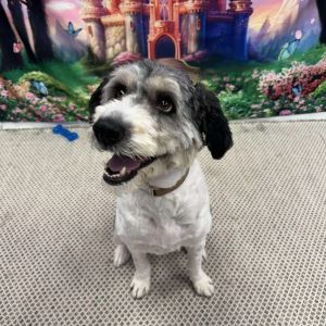 Casey OS AZ, Adult Female Standard Poodle