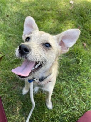 Animal Profile Chiquita is an approximately 7 month old 8 lb female terrier mix who is shy but swee