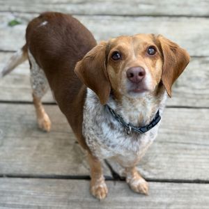 Biscuit, Adult Male Beagle