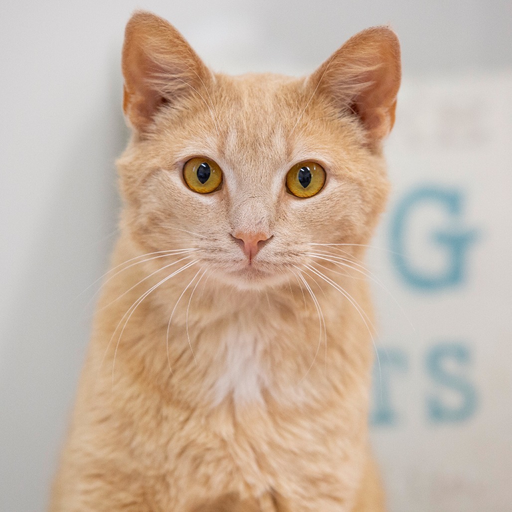 Cat for adoption - Paul, a Domestic Short Hair in