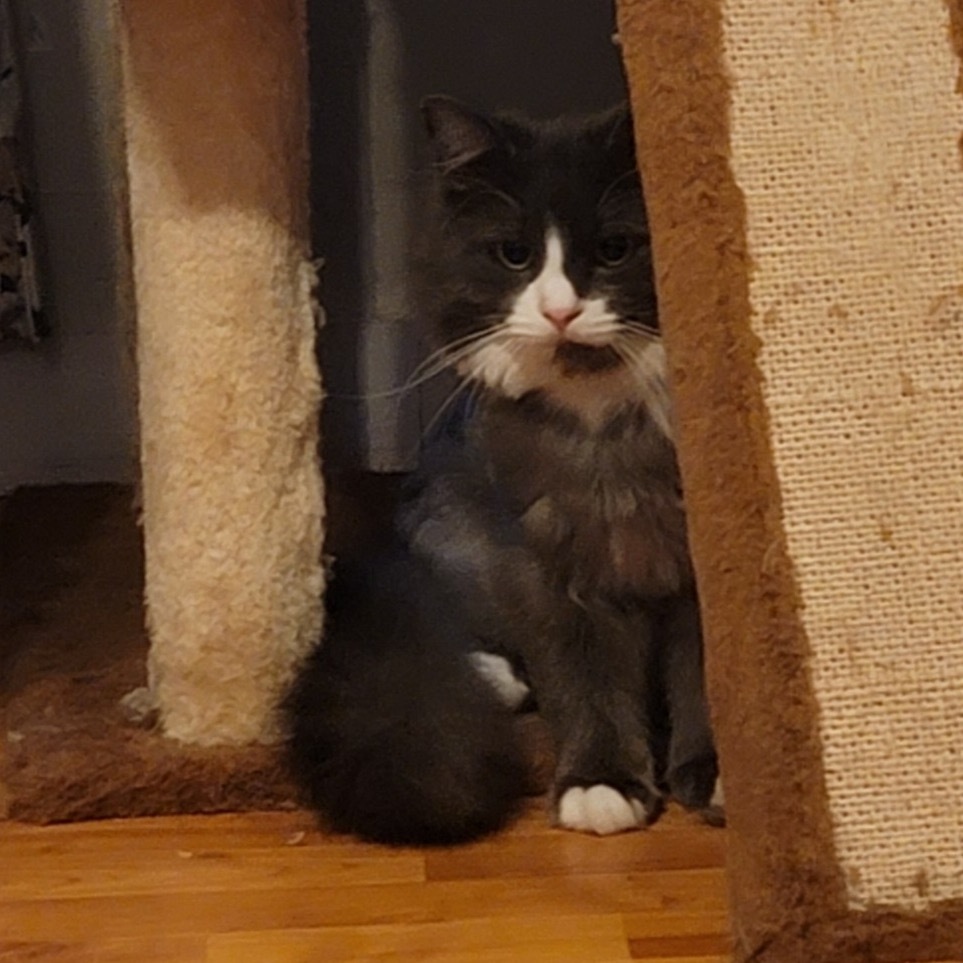Nimbus, an adoptable Siberian in Union, MO, 63084 | Photo Image 3