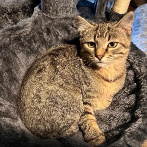 Goose, Baby Male Domestic Medium Hair