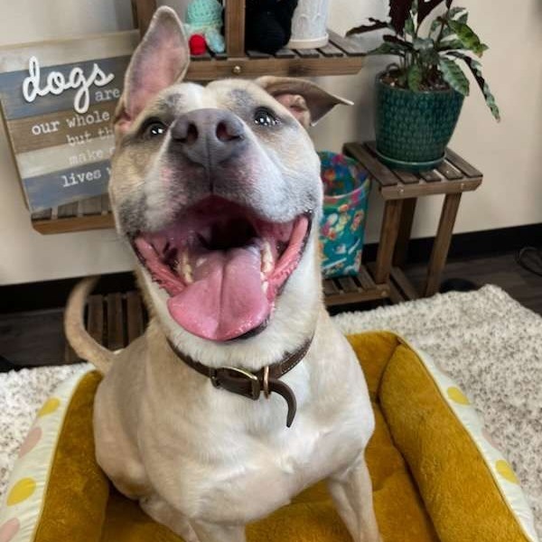 25-28 Legend, an adoptable Pit Bull Terrier in Bottineau, ND, 58318 | Photo Image 1