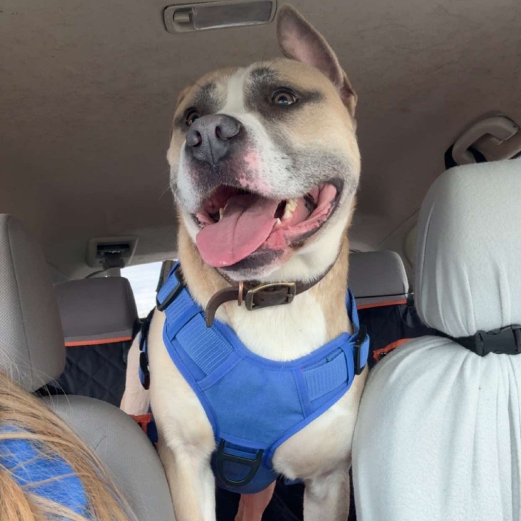 25-28 Legend, an adoptable Pit Bull Terrier in Bottineau, ND, 58318 | Photo Image 2