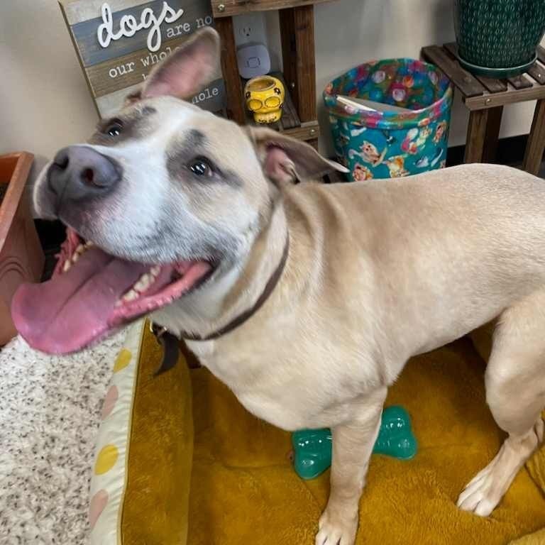 25-28 Legend, an adoptable Pit Bull Terrier in Bottineau, ND, 58318 | Photo Image 3