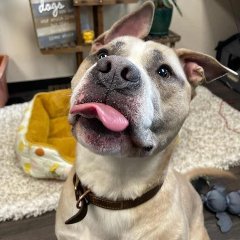 25-28 Legend, an adoptable Pit Bull Terrier in Bottineau, ND, 58318 | Photo Image 4