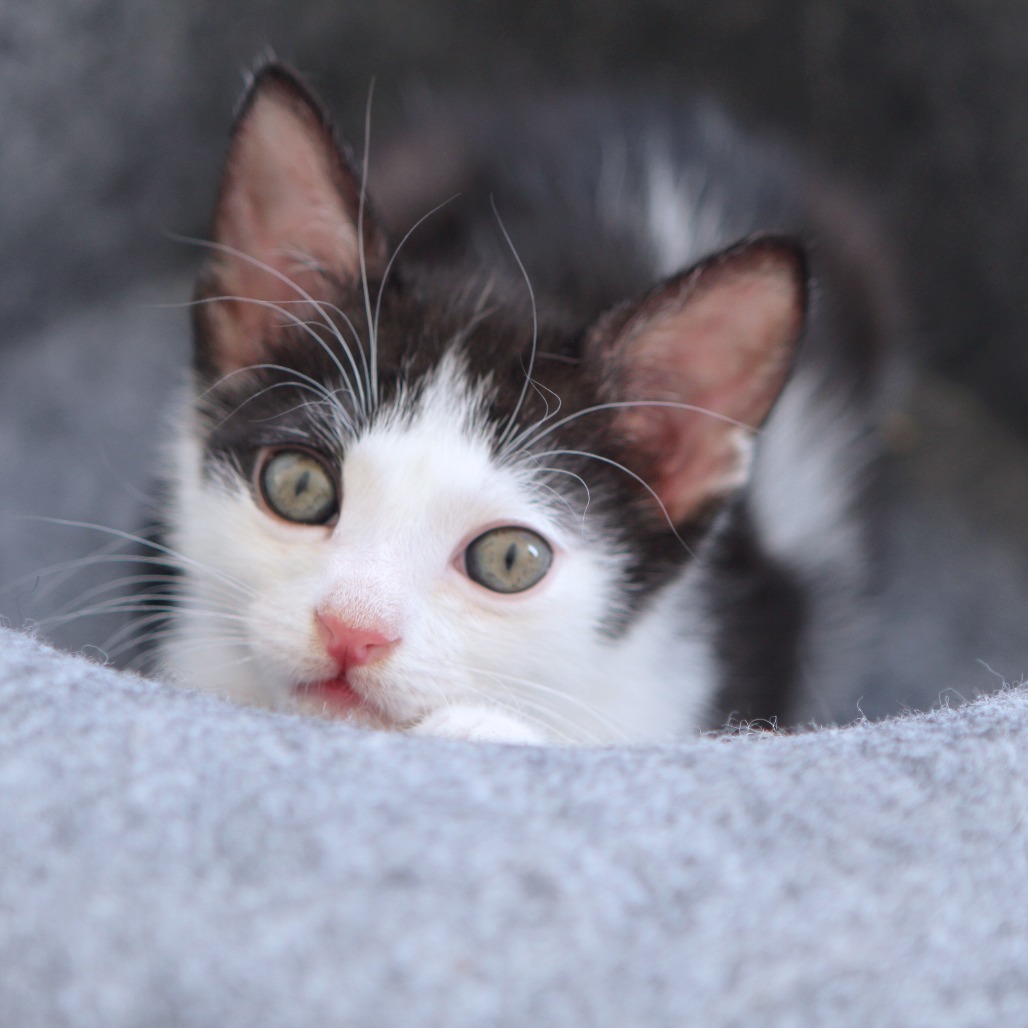 Domino