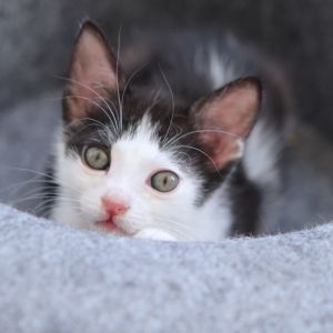Domino, Baby Male Domestic Short Hair