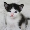 Domino photo 2