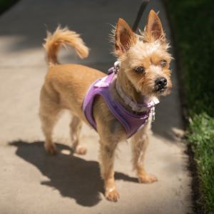 Lola la-la-la-la-Lola This adorable little Yorkie is so charming she should have her own theme so