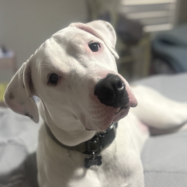 Gabriel