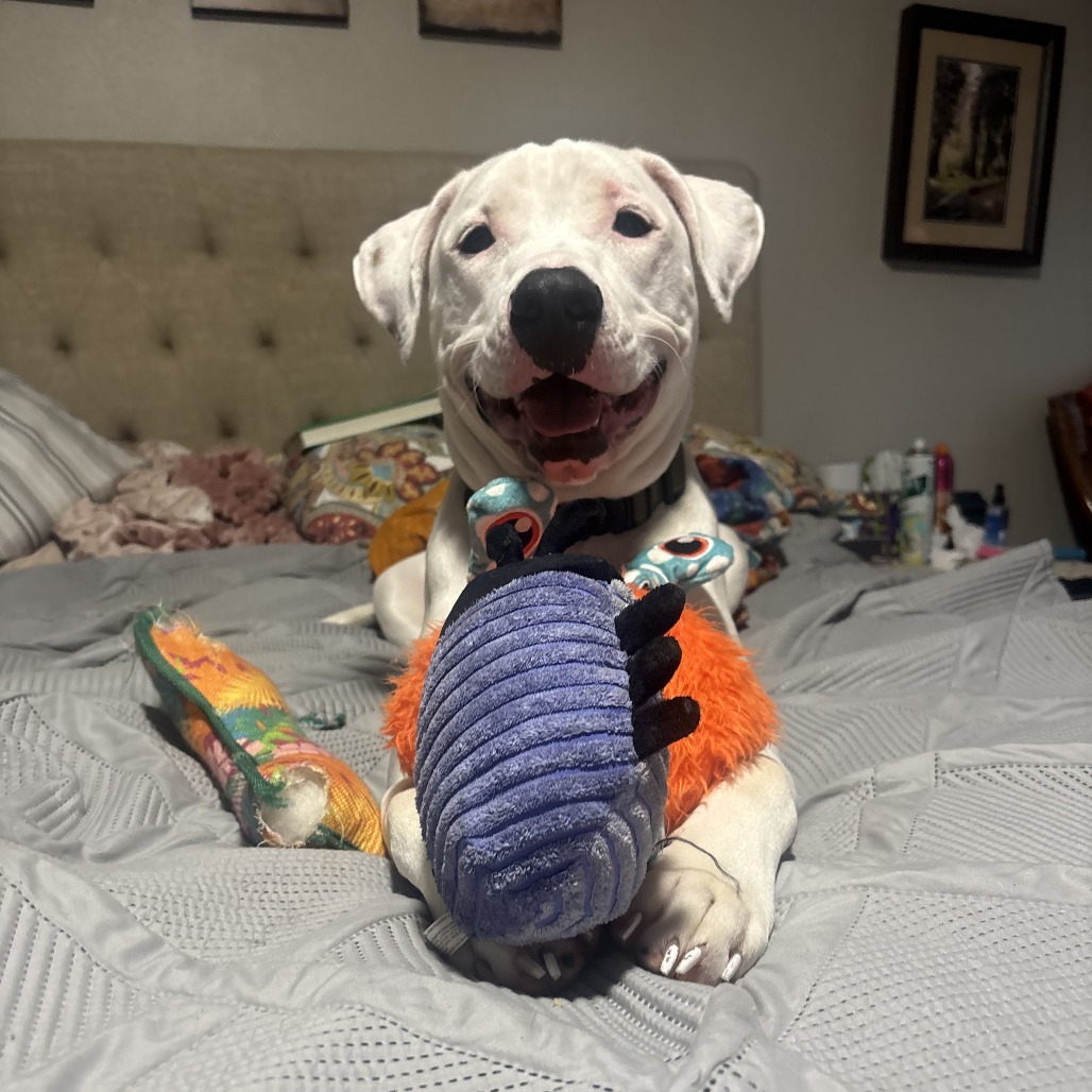 Gabriel