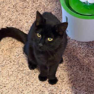 0225-87 Indy, Young Male Domestic Short Hair