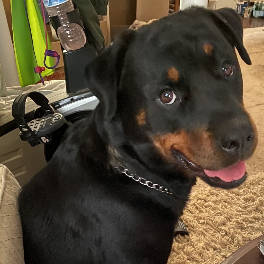 Chloe (In Foster)