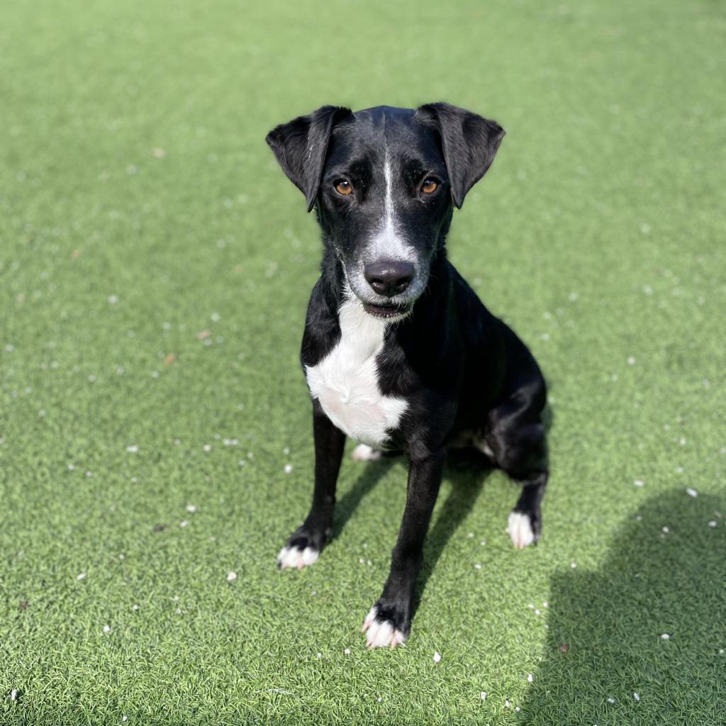 Kiko AKA Milo