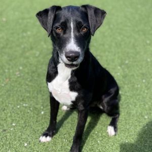 Kiko AKA Milo, Adult Male Border Collie