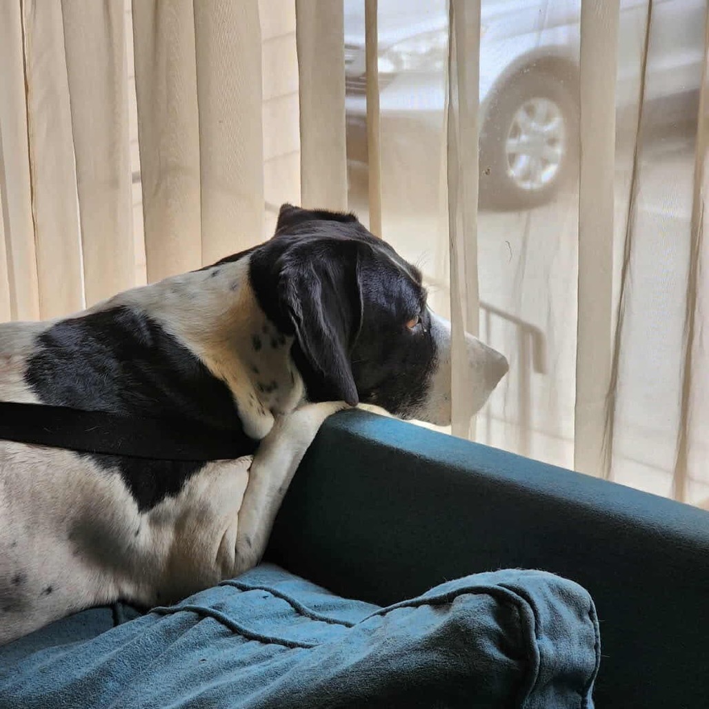 Lola