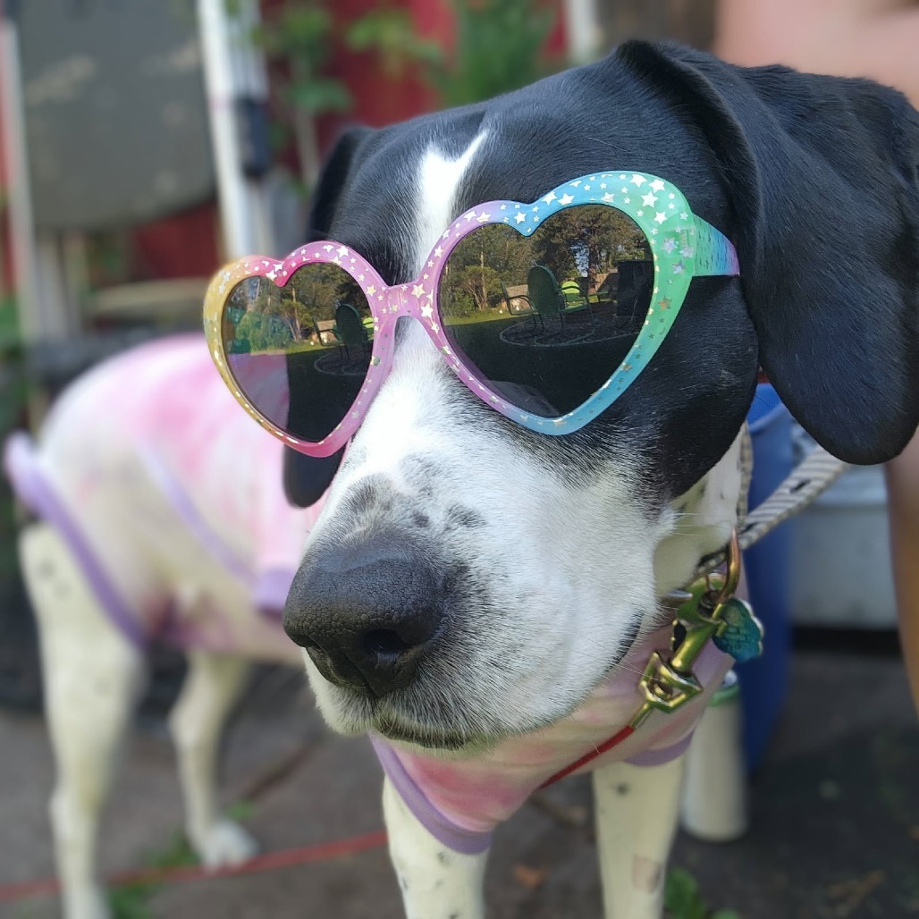 Lola, an adoptable German Shorthaired Pointer in Duluth, MN, 55803 | Photo Image 1