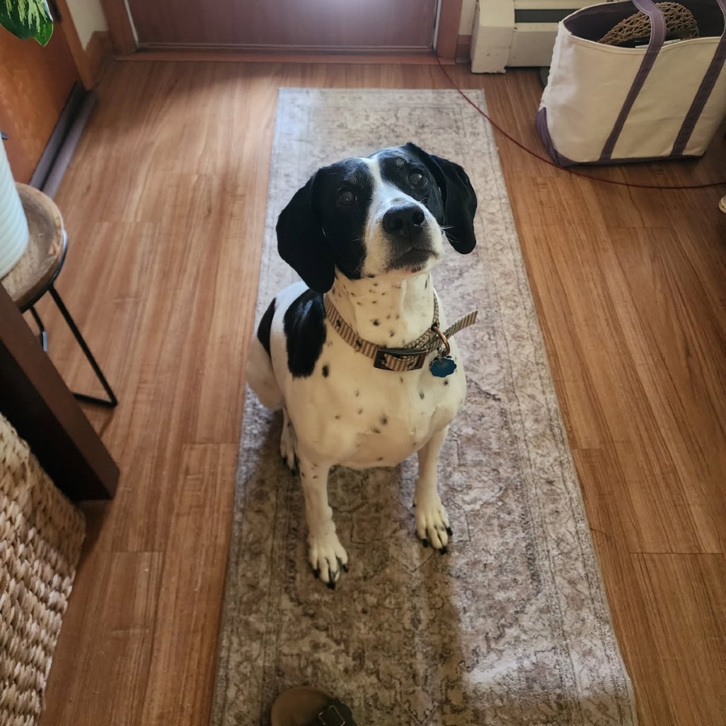 Lola, an adoptable German Shorthaired Pointer in Duluth, MN, 55803 | Photo Image 3