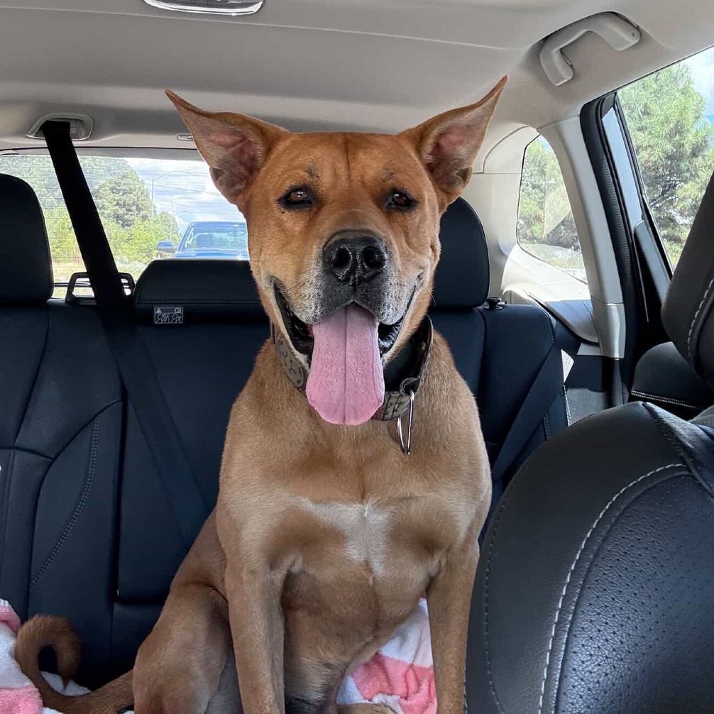 Rocko - Loves his people & toys Adoption Fee Sponsored! $0