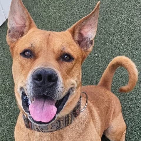 Rocko - Loves his people & toys Adoption Fee Sponsored! $0, an adoptable Staffordshire Bull Terrier in Flagstaff, AZ, 86004 | Photo Image 1