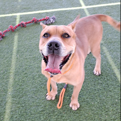 Rocko - Loves his people & toys Adoption Fee Sponsored! $0, an adoptable Staffordshire Bull Terrier in Flagstaff, AZ, 86004 | Photo Image 2