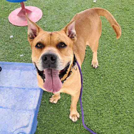 Rocko - Loves his people & toys Adoption Fee Sponsored! $0, an adoptable Staffordshire Bull Terrier in Flagstaff, AZ, 86004 | Photo Image 3