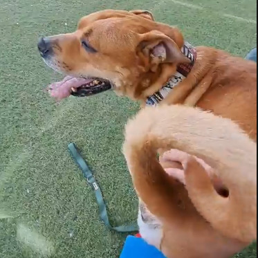 Rocko - Loves his people & toys Adoption Fee Sponsored! $0, an adoptable Staffordshire Bull Terrier in Flagstaff, AZ, 86004 | Photo Image 4