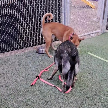 Rocko - Loves his people & toys Adopt $50.
