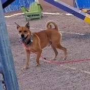 Rocko - Loves his people & toys Adopt $50.