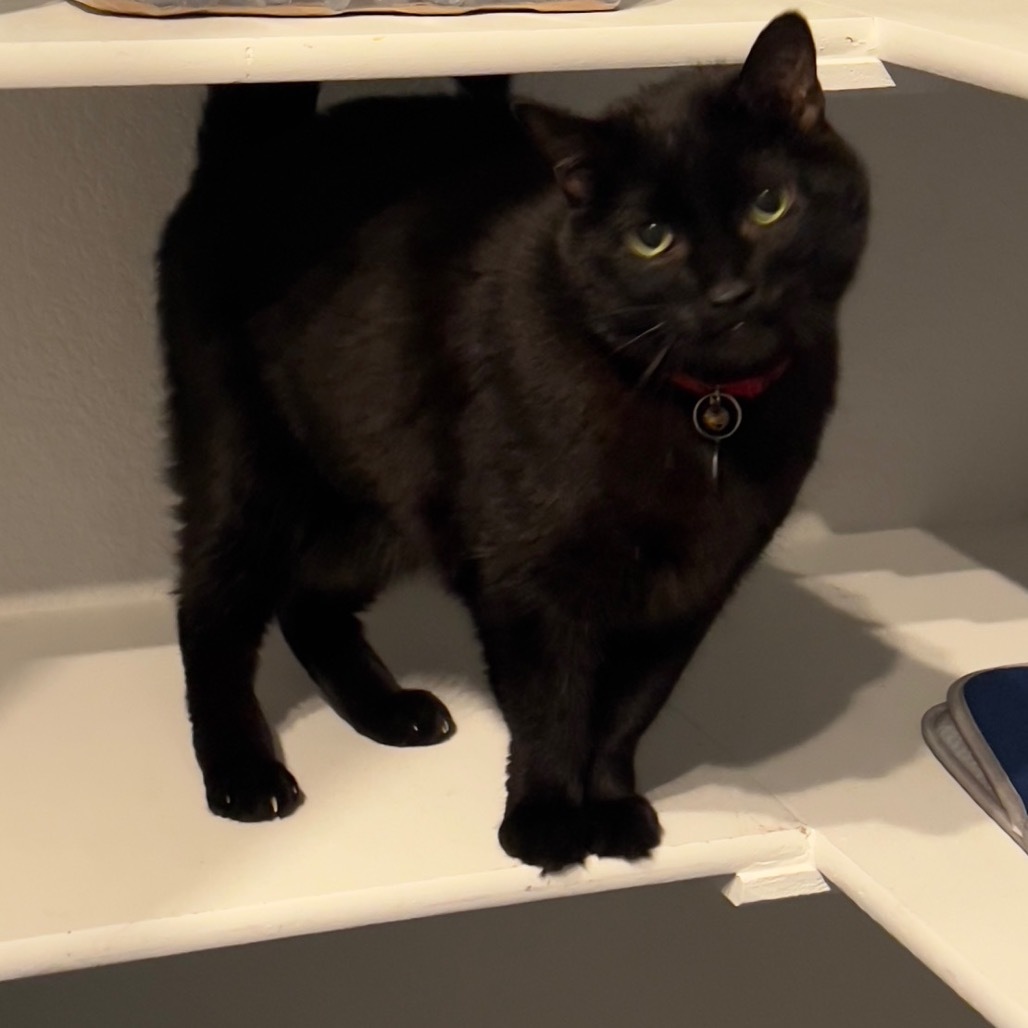 Sir Lynx