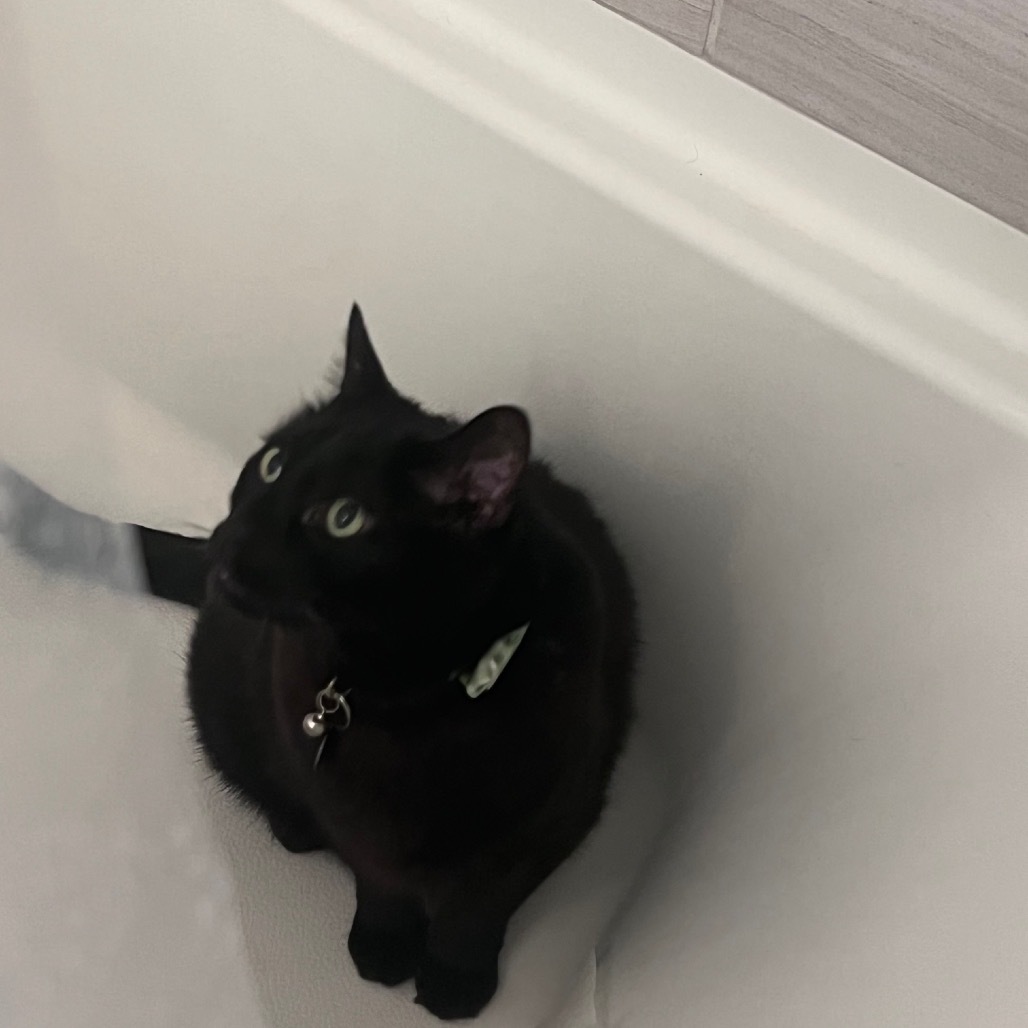 Sir Lynx