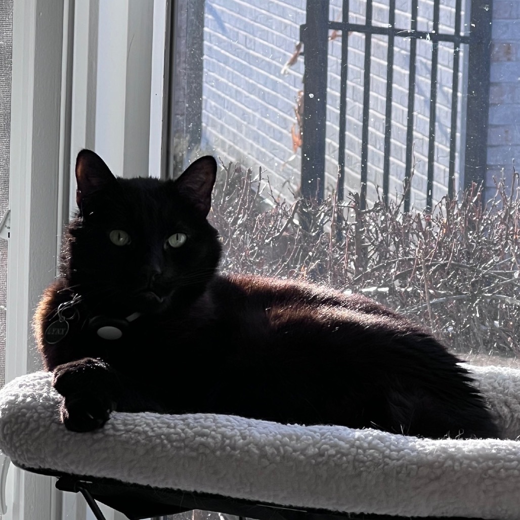 Sir Lynx