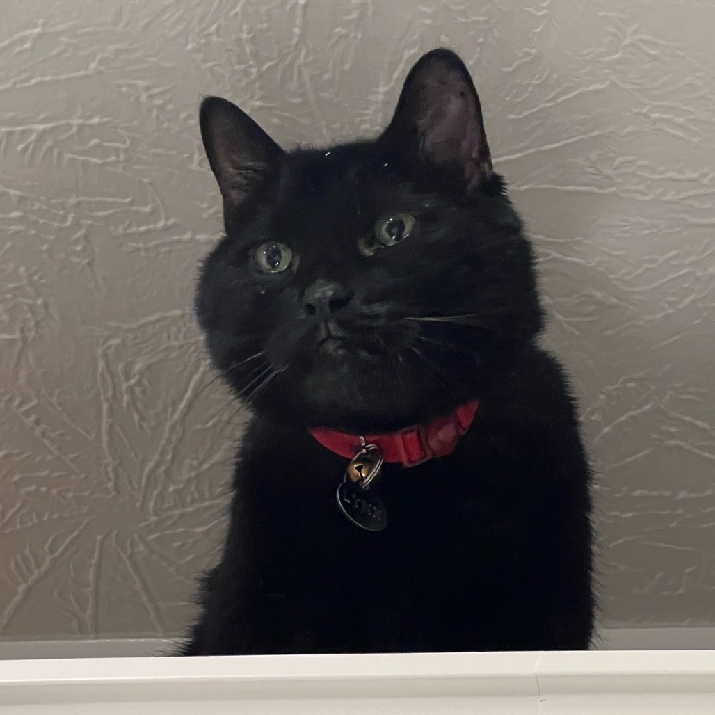 Sir Lynx