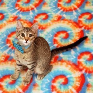 Burt, Baby Male Domestic Short Hair