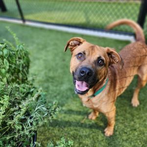 Macho, Adult Male Mixed Breed