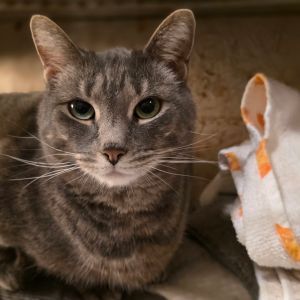 Morgan, Adult Female Domestic Short Hair