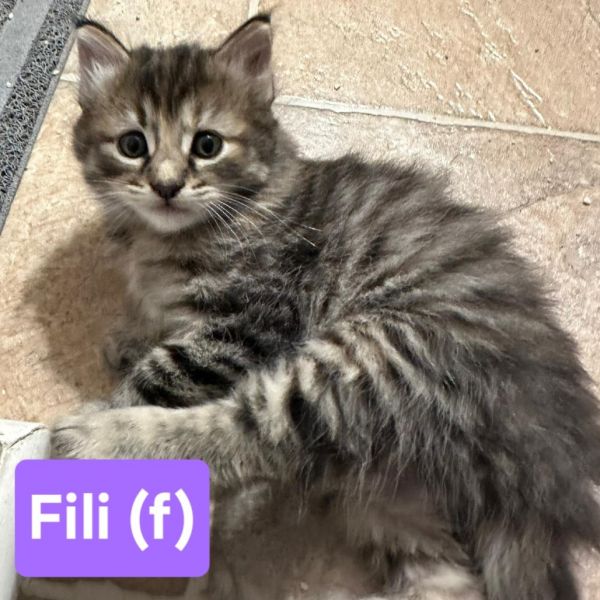 Fili thumbnail 1