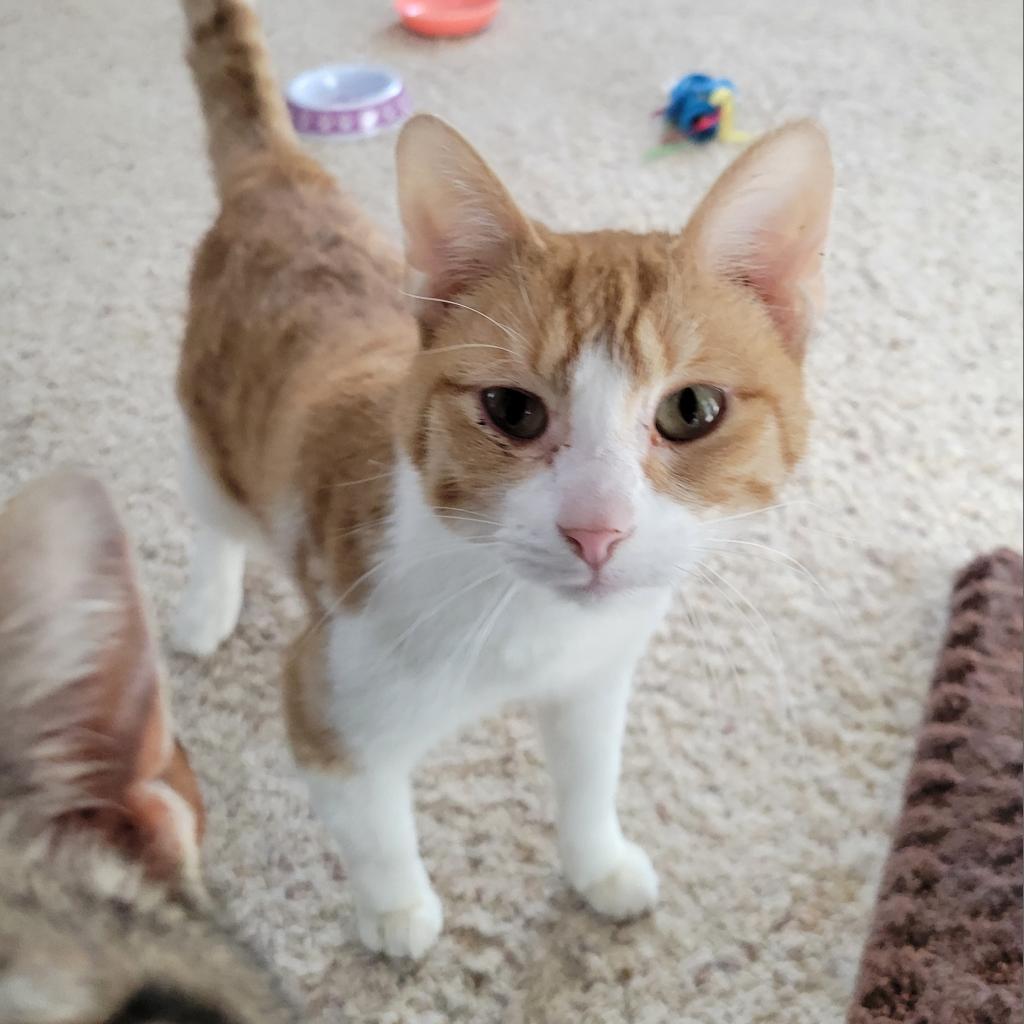 Lyndon (FeLV+)