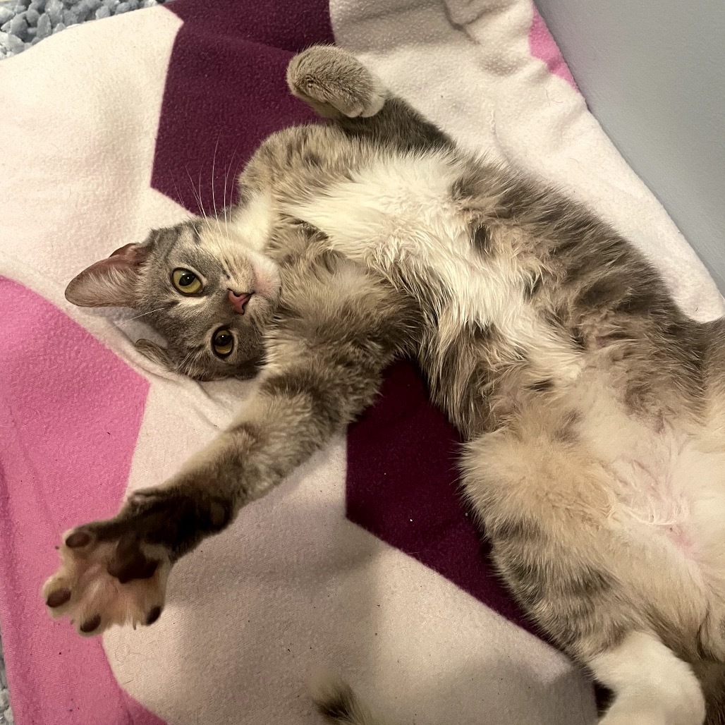 Sammy