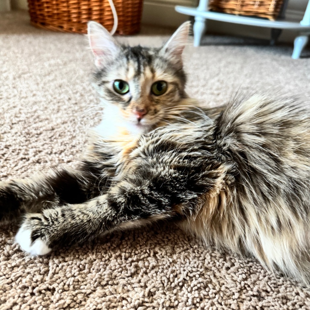 Fluff