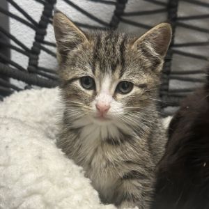 Squirt, Baby Male Domestic Medium Hair