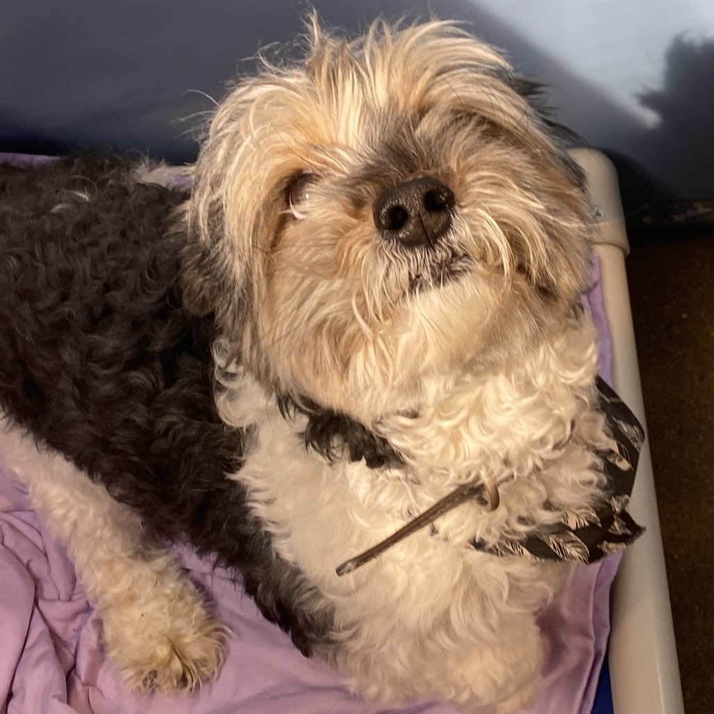 Fitz aka Milo