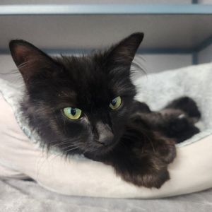 Sergeant Momstein, Young Female Domestic Long Hair